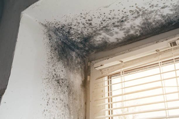 Affordable Basement Mold Removal solutions in Rohrersville, MD